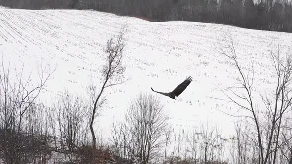 bald eagle over head flight close up slow motion amazing view.