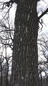 Vertical Video of the Forest with Trees Without Leaves