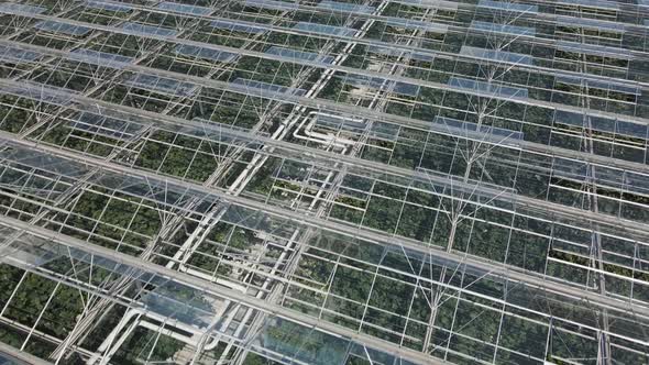 Huge greenhouse from above