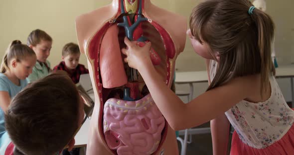 Girl touching human anatomy model