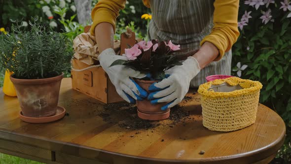 Female Hands Replants Balsam Plant Into Ceramic Pot Outdoors