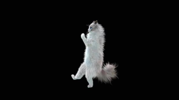 Cat Dancing HD