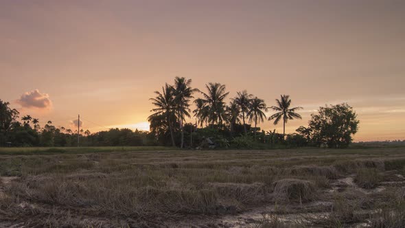 Timelapse sunset of rice paddy field during sunset