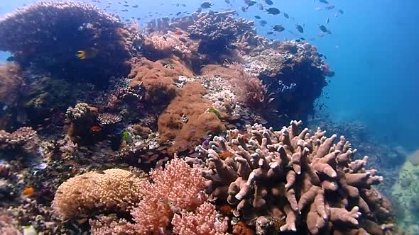 lots of small glass fish and reef fish living on a coral reef. camera panning around the corals