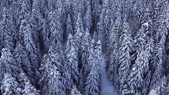 Pine Trees Covered with Snow with a Copter. View From Above. Aerial View