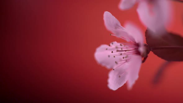 Pink cherry blossom, Slow Motion