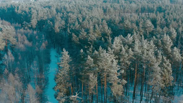 Beautiful Snowy White Forest In Winter Frosty Day