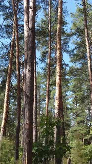 Vertical Video of Green Forest By Day