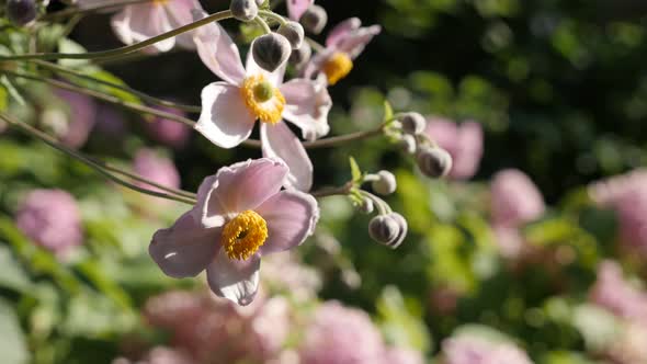 Pink Japanese anemone hybrida flower in the garden 4K video