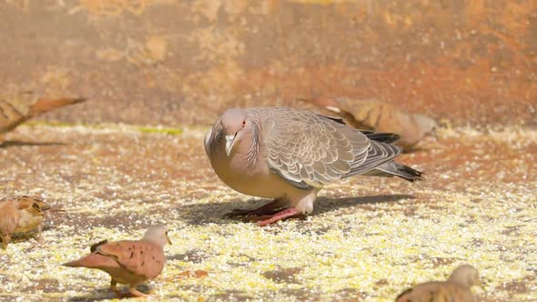 White winged dove (Patagioenas picazuro) eating ground corn on the garden floor.