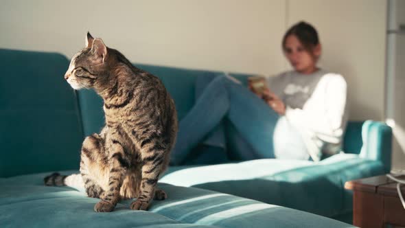 Cozy  Footage. A Young Woman Lying on the Sofa with a Tabby Cat.