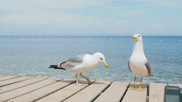 Pair of Seagulls on Wooden Pier. Blue Sea on Background. Turkey.