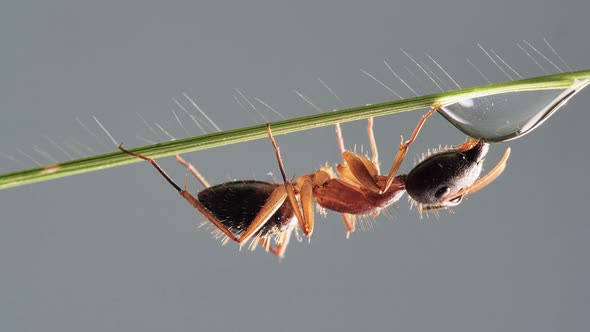 Worker Ant Walking To Water Drop and Drinking It On Green Grass Leaf