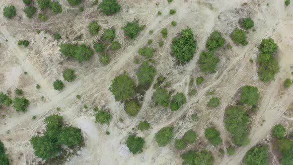 Top down drone shot from a white sanded shore with many green bushes, flying up the drone.