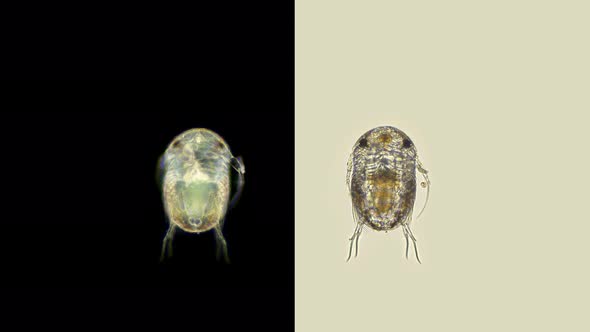 Microscope Larva Under a Microscope, Parasitic Isopod Epicaridea, Suborder: Cymothoida