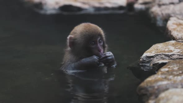 Adorable snow monkey sitting in lake