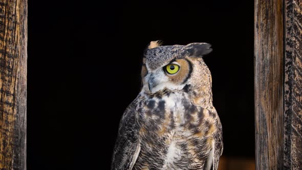 Beautiful Great Horned Owl