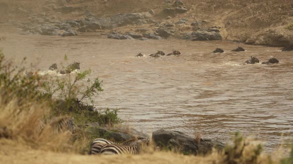 Gnus crossing river 