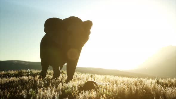 Old African Elephant Walking in Savannah Against Sunset