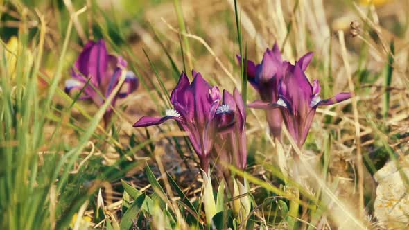 Wild Iris Flowers Swaying in the Wind