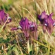 Wild Iris Flowers Swaying in the Wind - VideoHive Item for Sale
