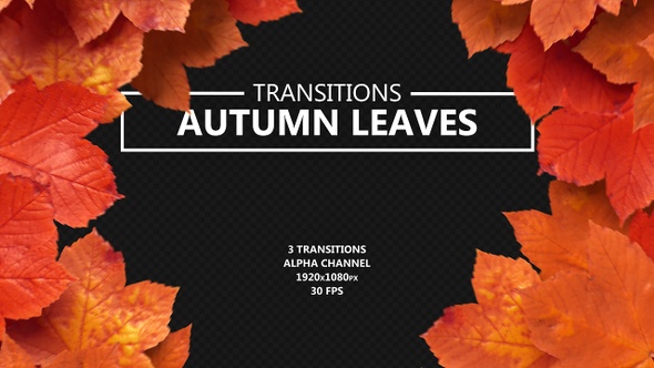 Autumn Leaves Transitions alt