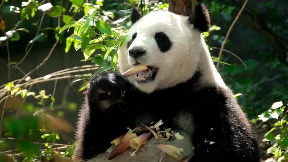 Giant Panda Bear Eating Bamboo