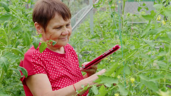 Experienced Female Farmer Walks Around Seedlings