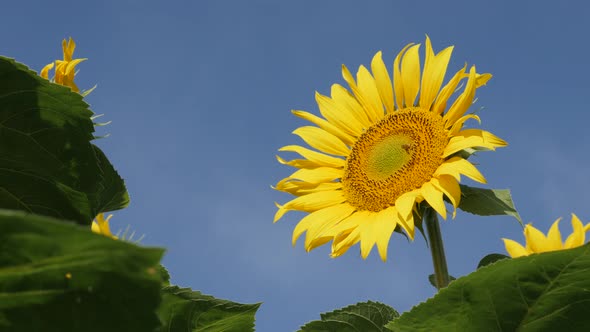 Sunflower Helianthus annuus plant and bee close-up 4K video