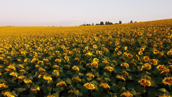 Aerial Drone View Flight Over Ver Field with Ripe Sunflower Heads