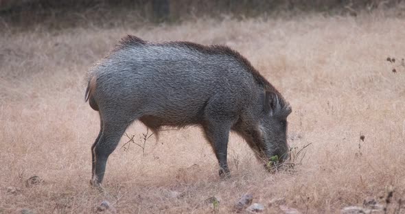 Male Indian Wild Boar Grazing in Ranthambore National Park, Rajasthan, India