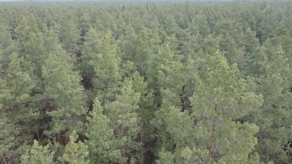 Forest Landscape Aerial View Slow Motion