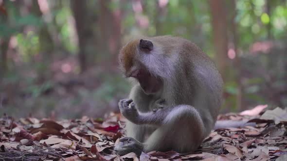 Long-tailed macaque or Crab-eating macaque monkey sit on the ground scratching hand and leg