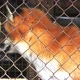 Red Fox In Cage Looking Outside. - VideoHive Item for Sale