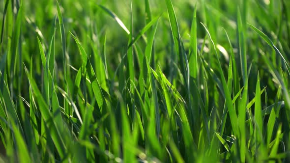 Rotating Green Grass Fields