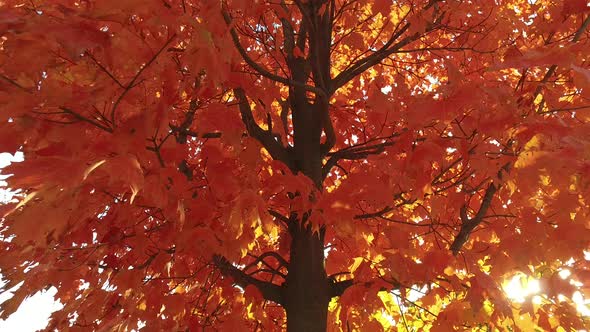 Tree trunk and red maple leaves