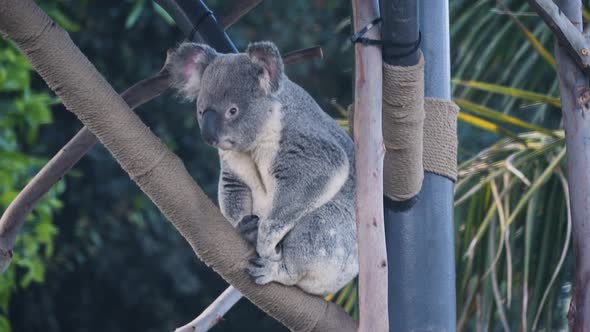 Koala