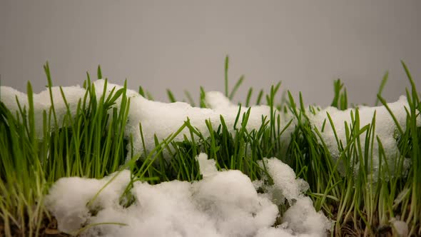 Winter Snow Melting, Showing Fresh Green Grass, Spring Coming, Eco Timelapse