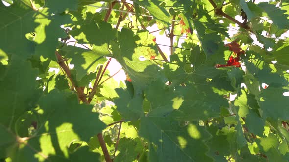 Vineyard Viticulture, Agriculture Cultivation