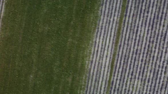 Lavender Scented Fields in Endless Rows with Blooming Flowers Aerial View Drone Purple Field Against