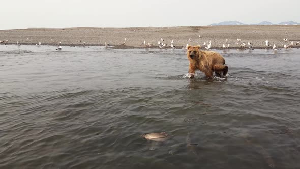 Kamchatka Brown Bear Runs Along the River and Tries to Catch Fish