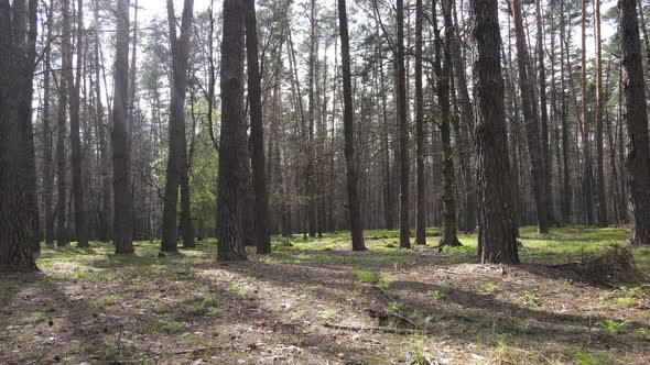 Beautiful Forest Landscape Aerial View Slow Motion