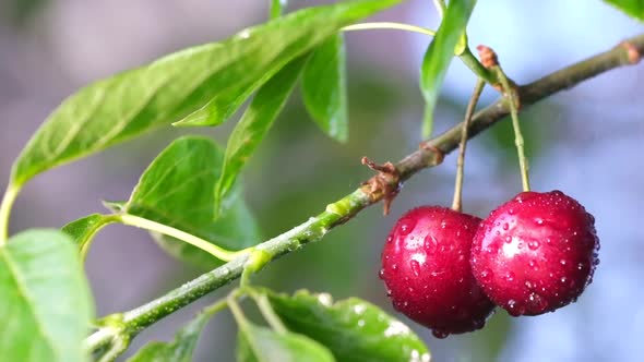 Red Cherries on Trees Ripe Berries on a Background of Green Leaves