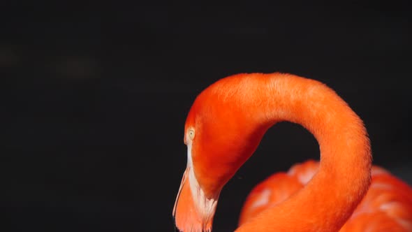 Flamingo