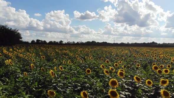 Flight over a field with sunflowers.