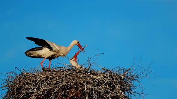 Adult European White Stork  Ciconia Ciconia  Sitting In Nest In Sunny Spring Day