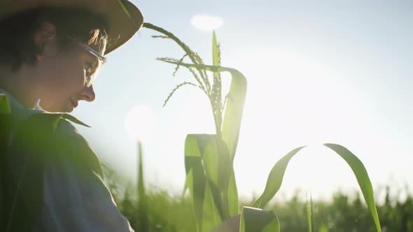 A Young Farmer Girl In A Hat Checks The Cobs Of Corn. An Agronomist Stands In An Open Air Plantation