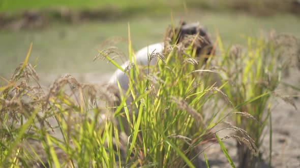 woman harvesting rice