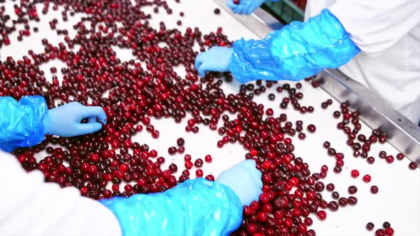 Cherries on a conveyor belt. Employees in blue gloves sorting cherries.