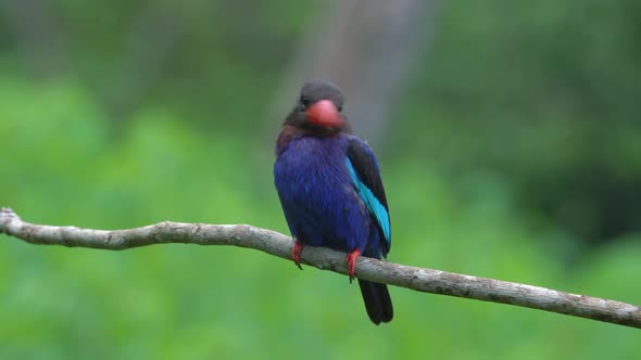 front view of a beautiful javan kingfisher perched on a tree branch